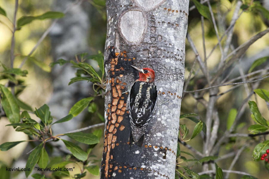 Sphyrapicus ruber