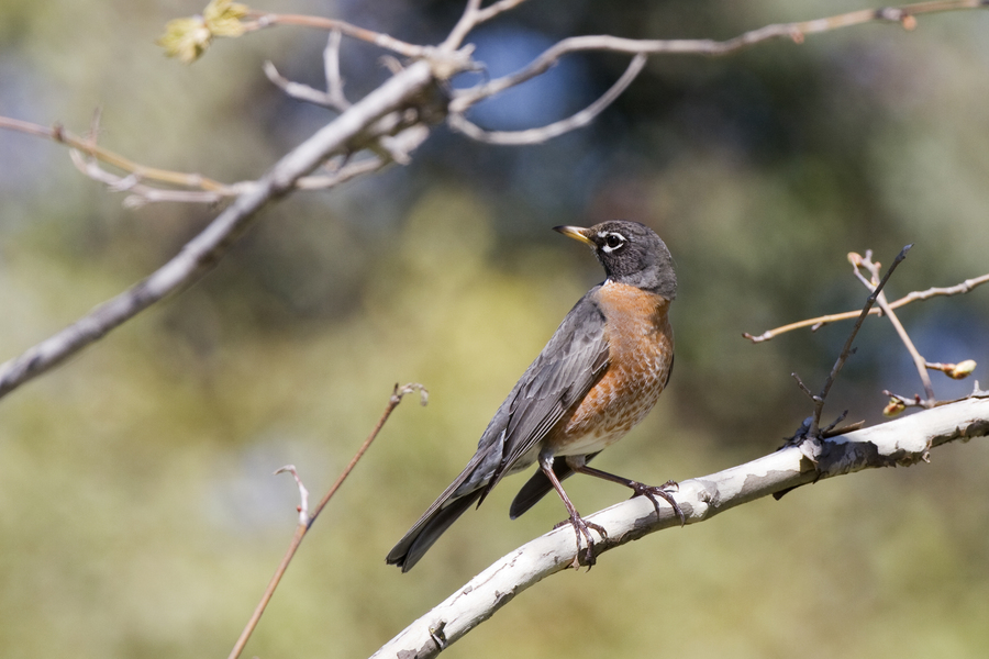 Turdus