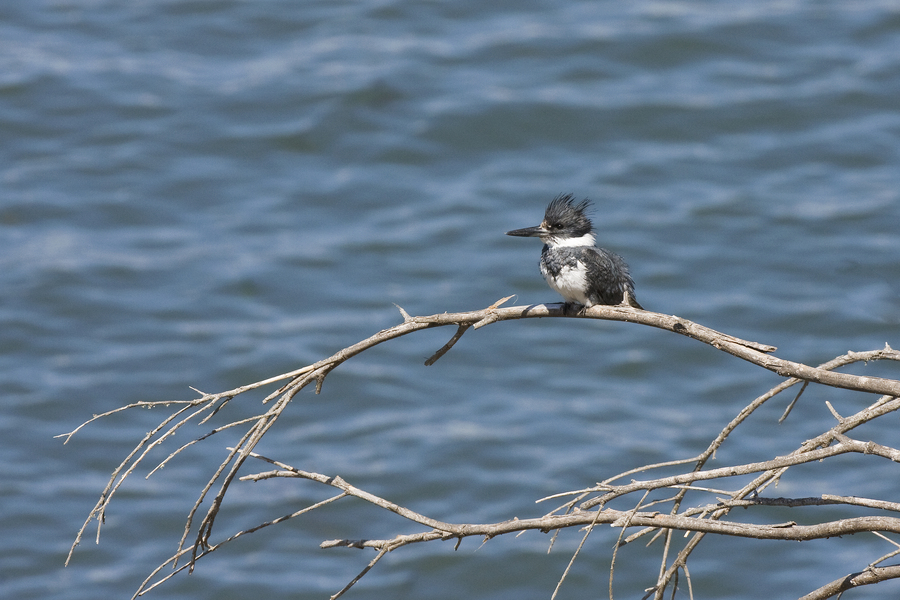 beltkingfisher_male