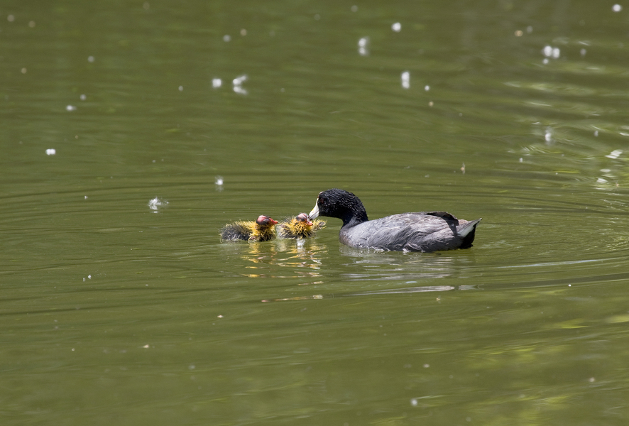 Fulica americana