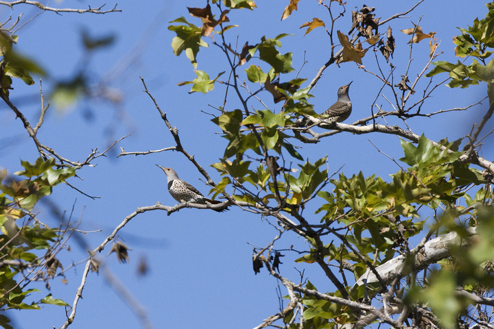 Photo of Colaptes auratus