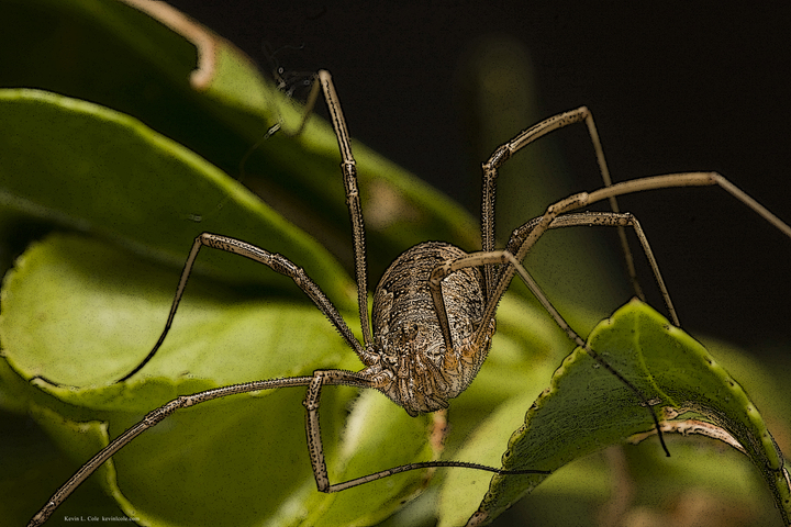 Photo of Opiliones