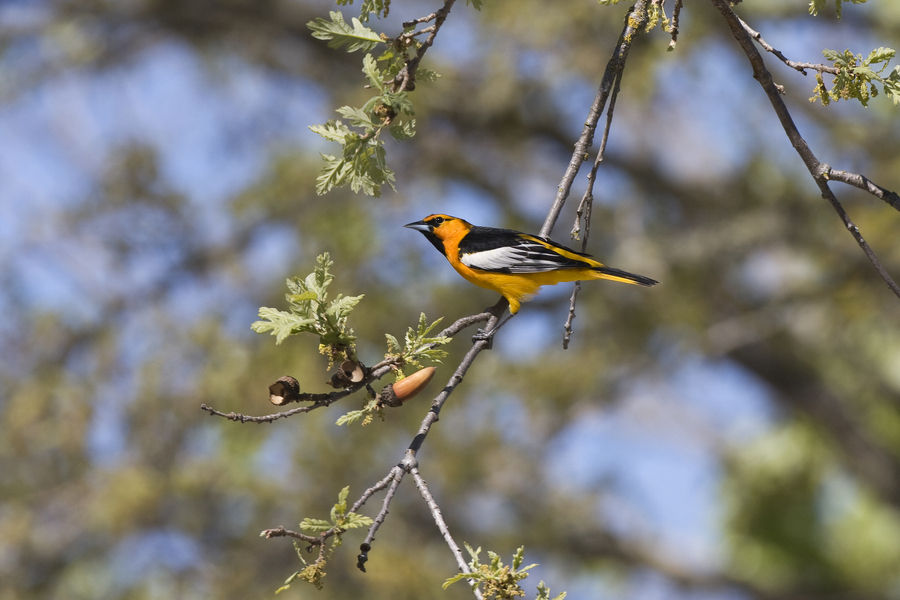 malebullockoriole