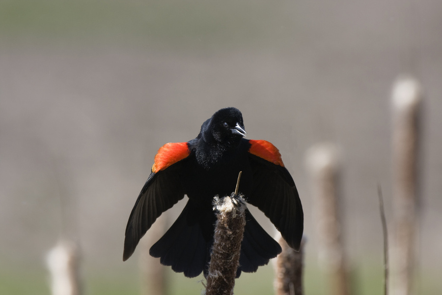 malerwblackbird_display