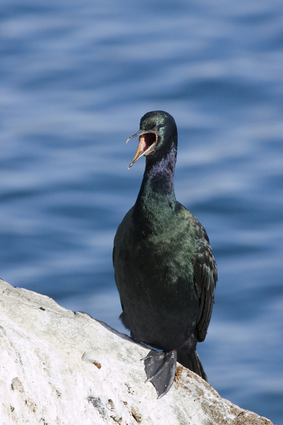 pelagiccormorant1