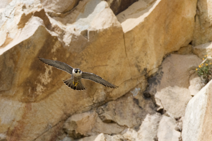 Falconiformes