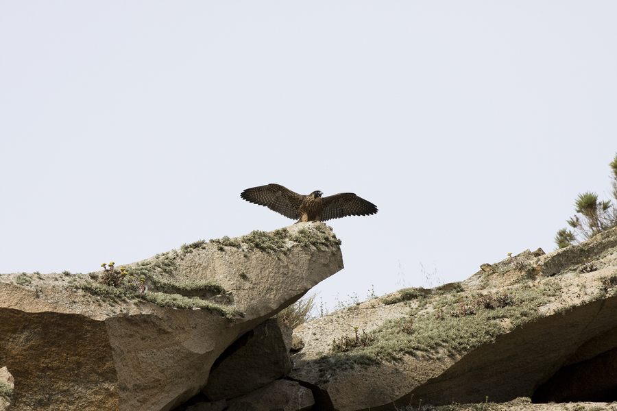 peregrine_juv1