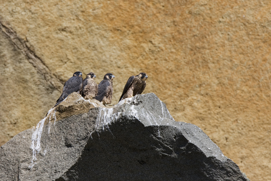 Falconidae