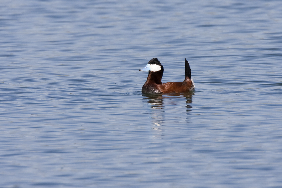 Anseriformes