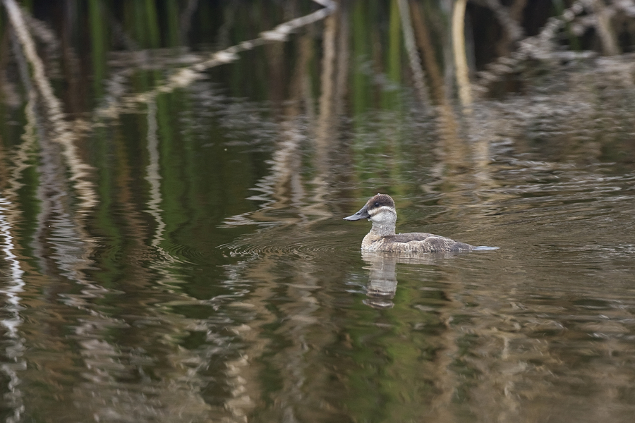 Anseriformes