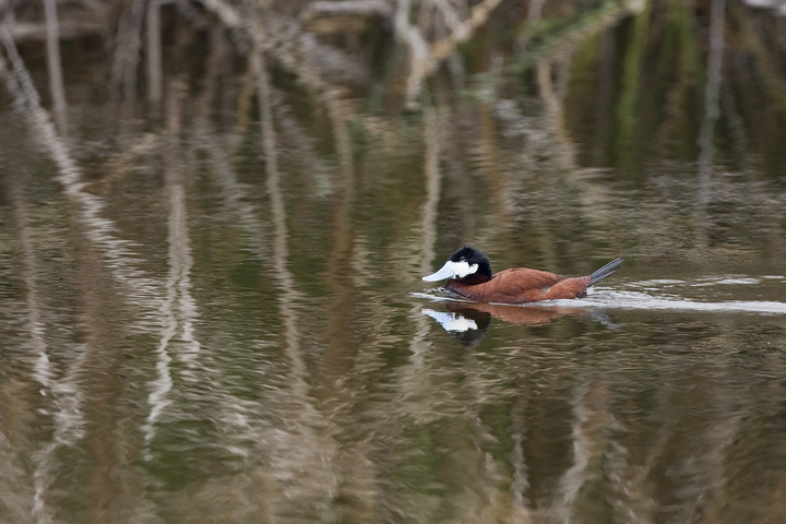 Photo of Oxyura jamaicensis