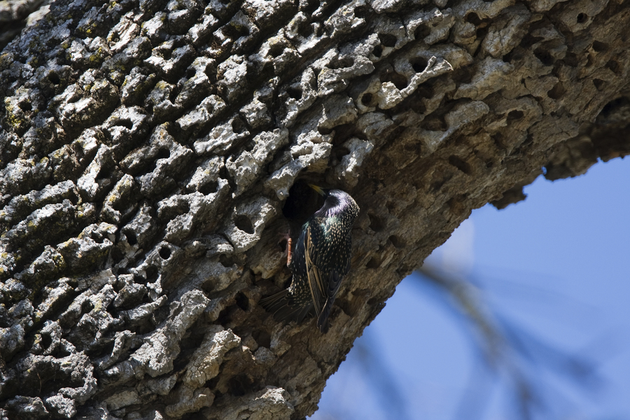 Sturnus vulgaris