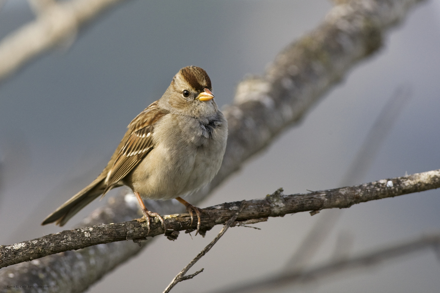 Passeriformes