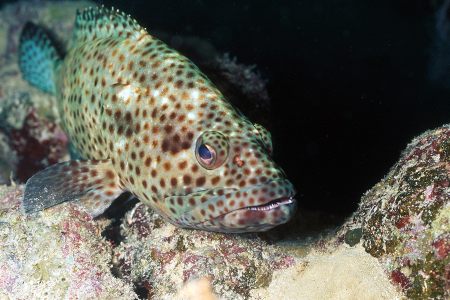 Epinephelus tauvina