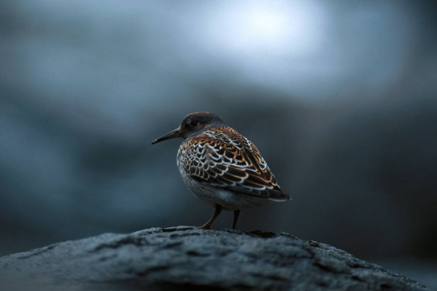 Calidris ptilocnemis