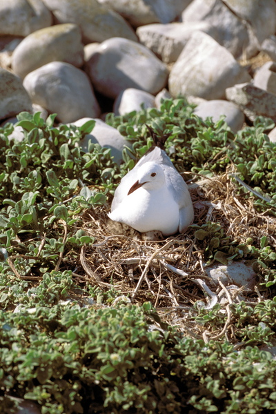 Larus