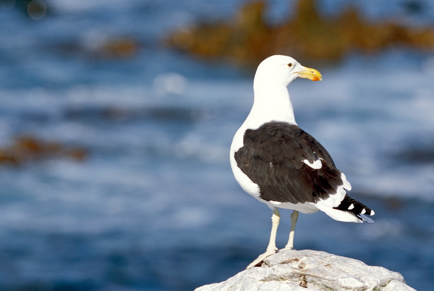 Charadriiformes