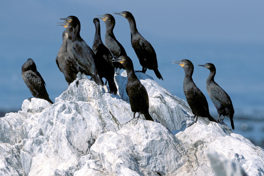 Phalacrocorax capensis