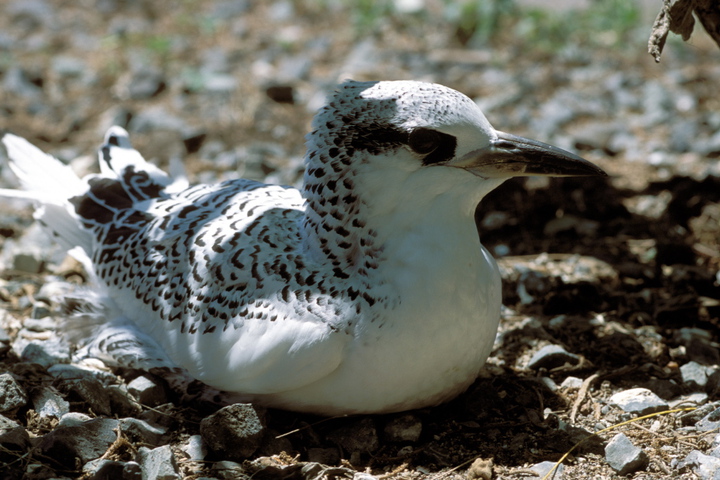 Photo of Phaethon rubricauda