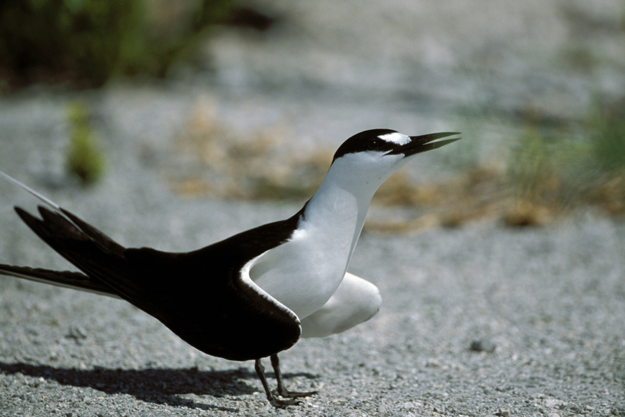 Laridae