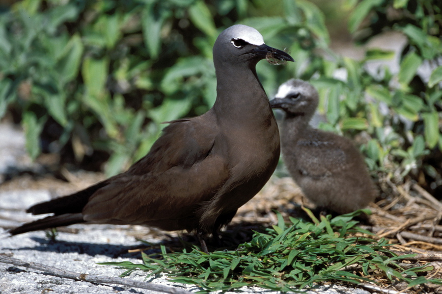 Charadriiformes