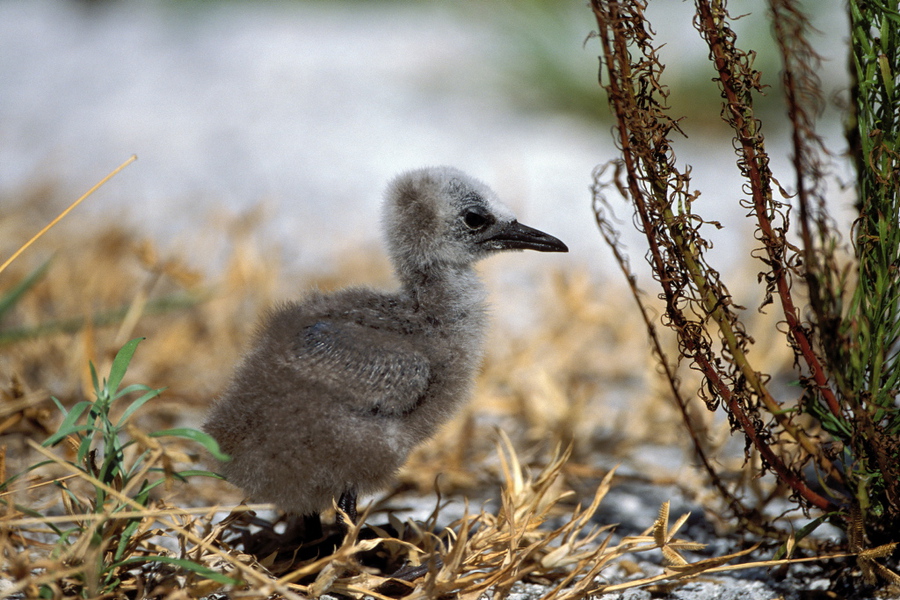 Charadriiformes