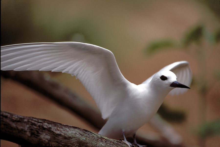 Gygis alba