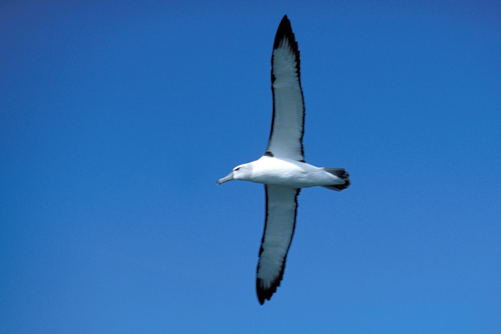 Photo of Thalassarche melanophrys