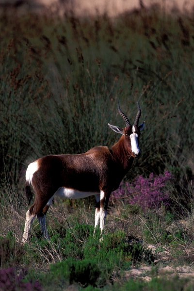 Damaliscus pygargus