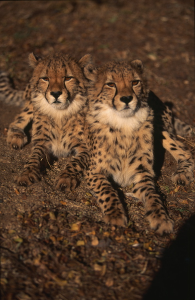 Acinonyx jubatus