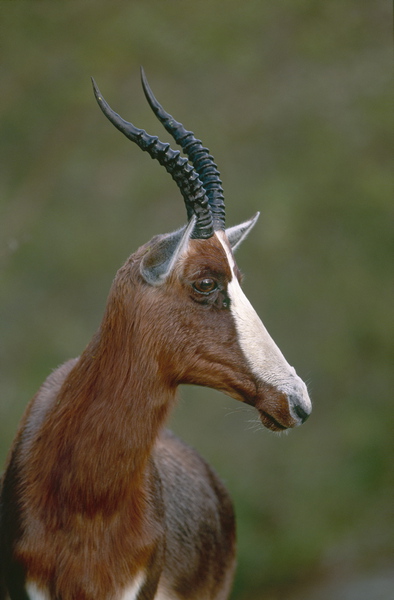 Artiodactyla