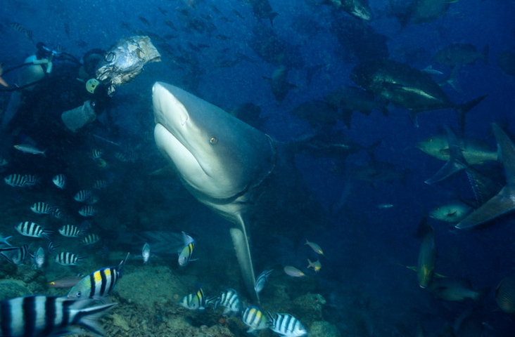 Photo of Carcharhinus leucas