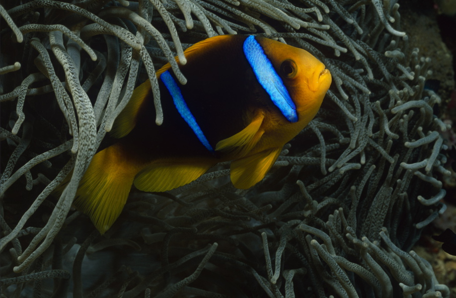 Amphiprion chrysopterus