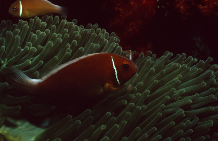 Amphiprion perideraion