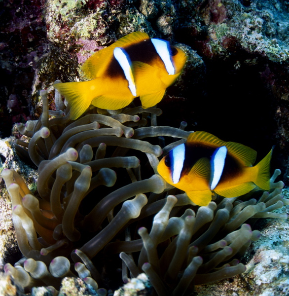 Amphiprion bicinctus