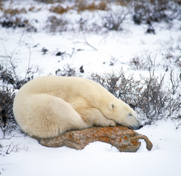 Ursus maritimus