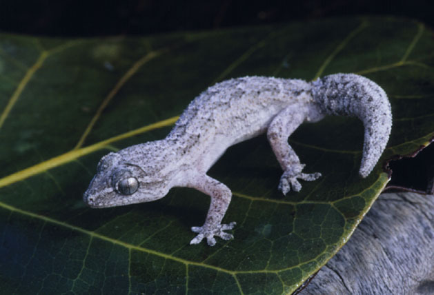 Hemidactylus