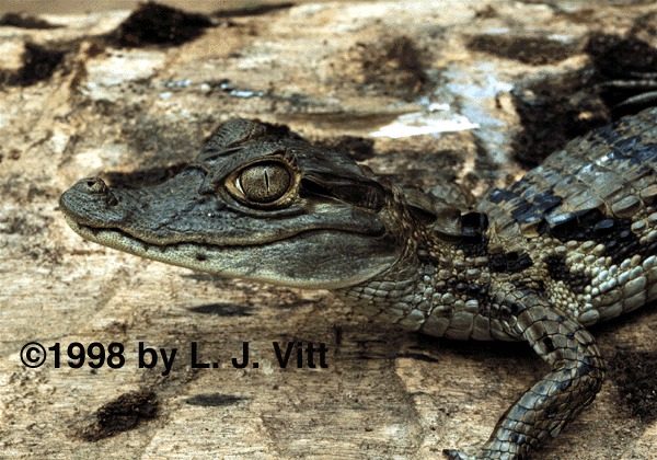 Ccrocodilus