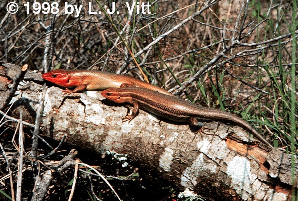 Eulaticeps