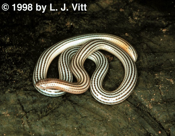 Leptotyphlops