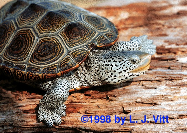 Malaclemys terrapin