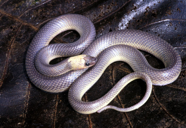 Phimophis