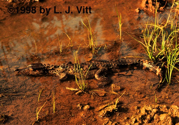 Crocodylidae