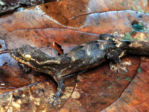 Thecadactylus rapicauda