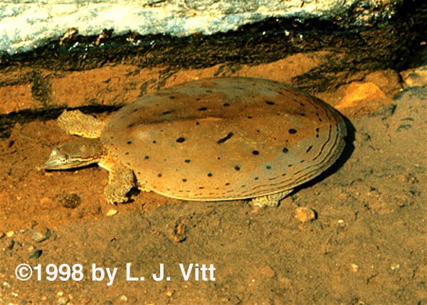 Deuterostomia