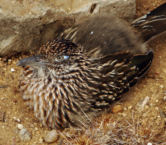 Geococcyx californianus