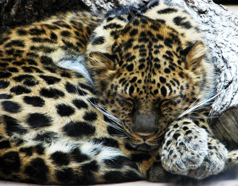 022amurleopard