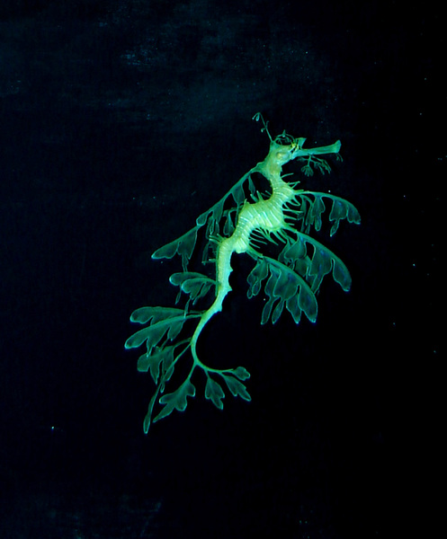 028leafyseadragon