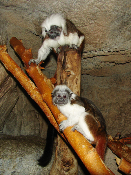 032cottontoptamarin