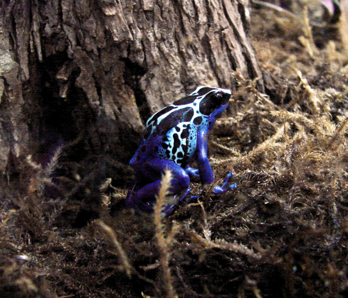 Dendrobates